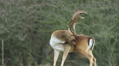 Fallow deer stag rutting in Autumn