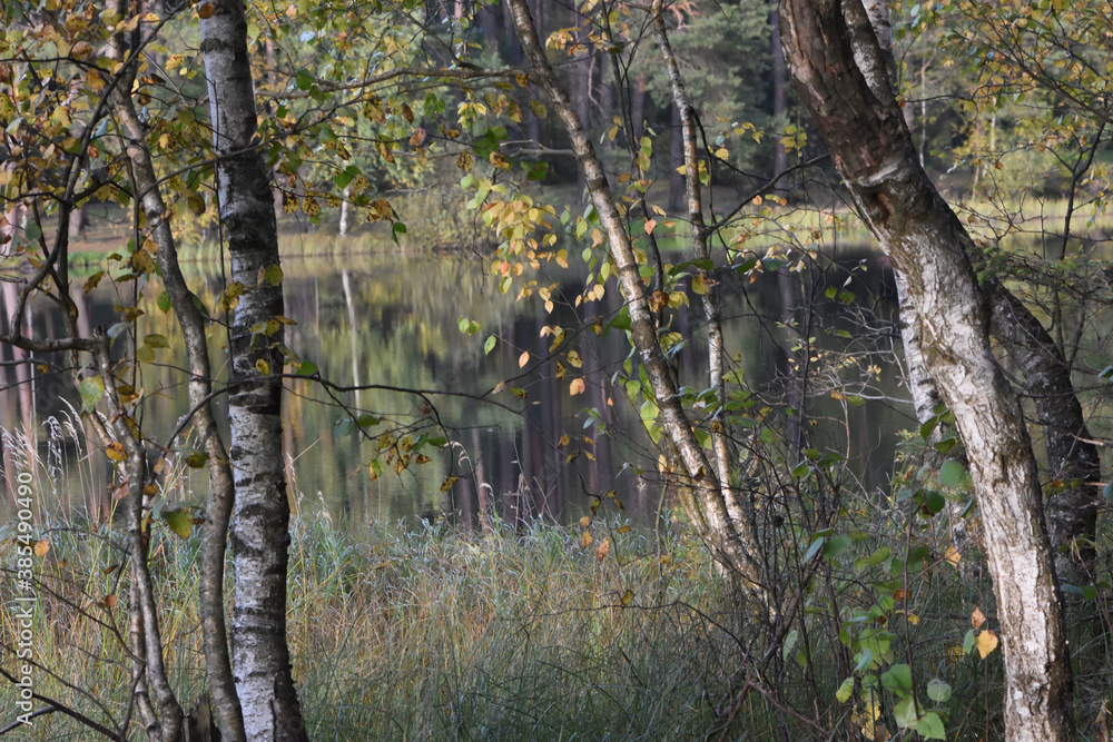 autumn in the woods autumn in the woods