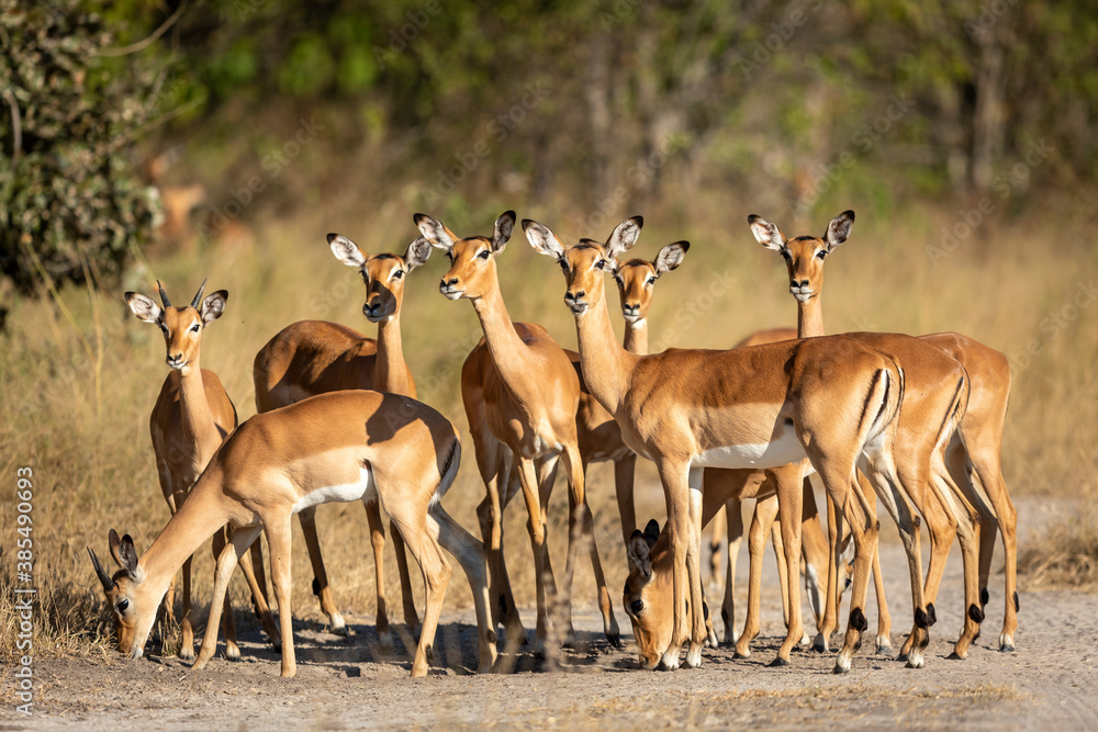 Herd of impala standing together on a road in Khwai River Okavango Delta in Botswana Herd of impala standing together on a road in Khwai River Okavango Delta in Botswana
