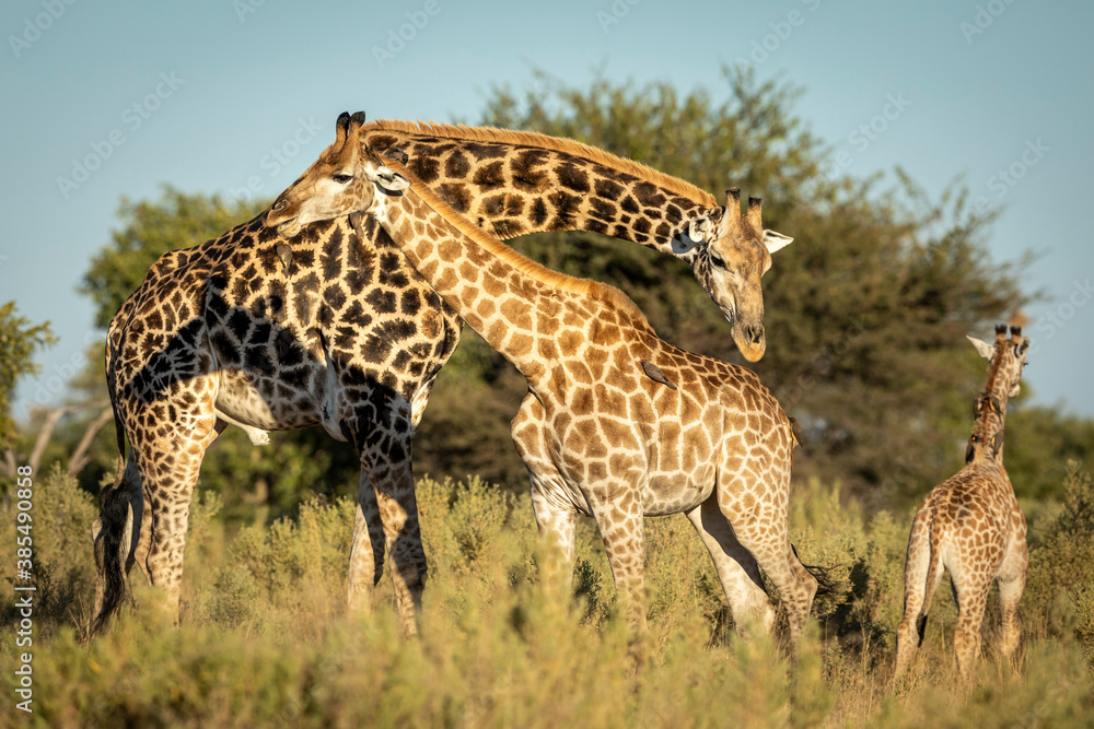 Fototapeta premium Elephant family standing in green bush in early morning sunlight in Moremi Reserve in Botswana