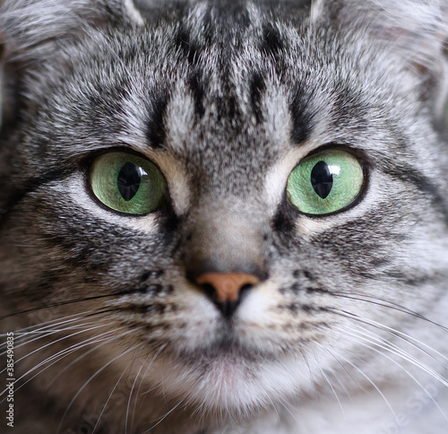 Close-up portrait of beautiful American shorthair cat with green eyes.