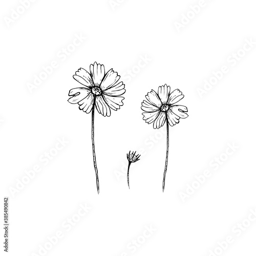 drawing of flowers. flowers of cosmea clipart or illustration. sketch