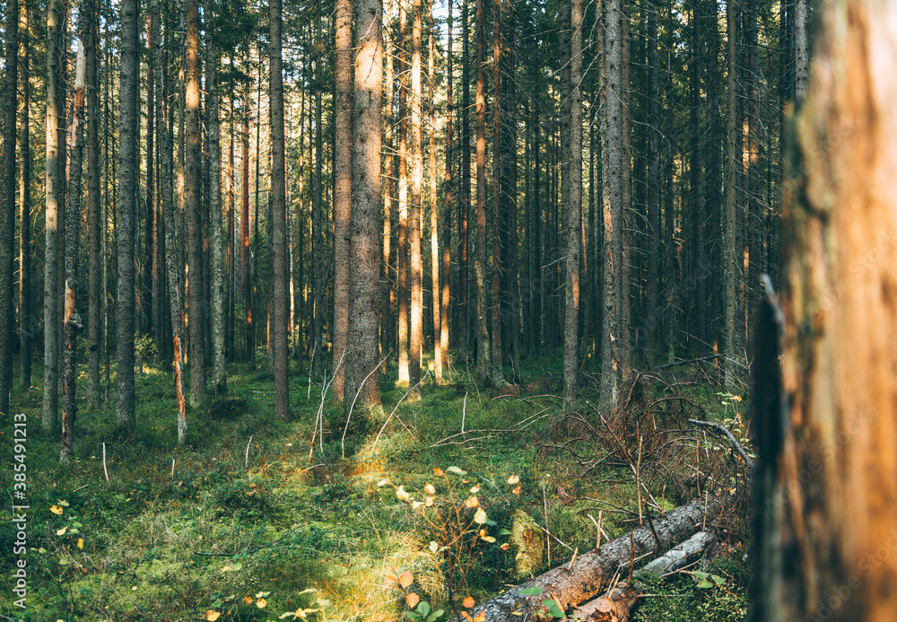 Obraz premium forest in autumn