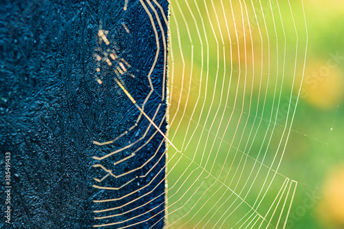 Beautiful spider web swaying in the wind