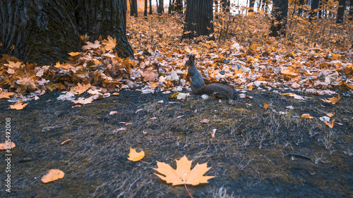 squirrel in the autumn Park