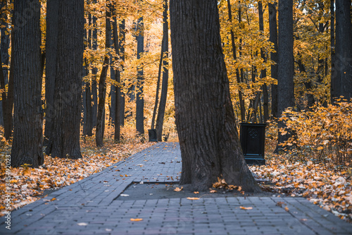 tree in the middle of a pedestrian road in the Park