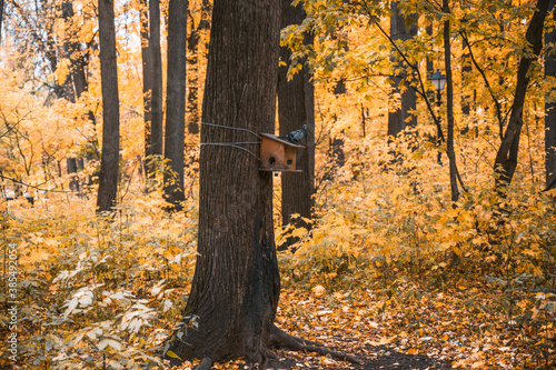 pigeon sitting on a birdhouse