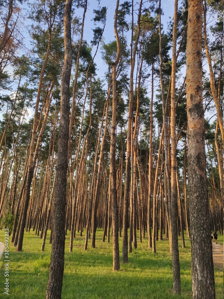 Obraz premium a beautiful forest with sunset through pine trees