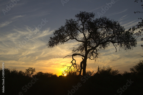 Sunset and clouds through tree