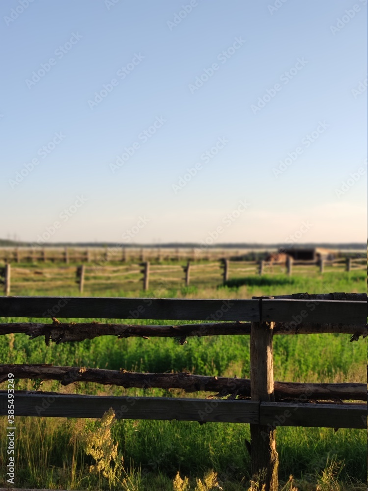 field on ranch at sunset with green grass