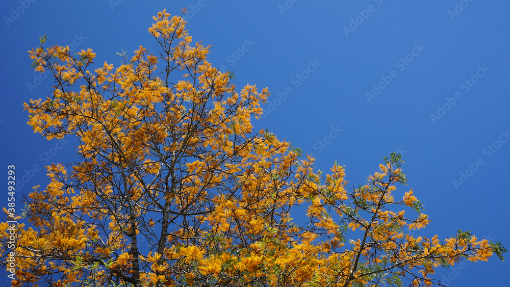 Fototapeta premium Silky oak tree in full bloom. Golden yellow flowers against a clear blue sky.