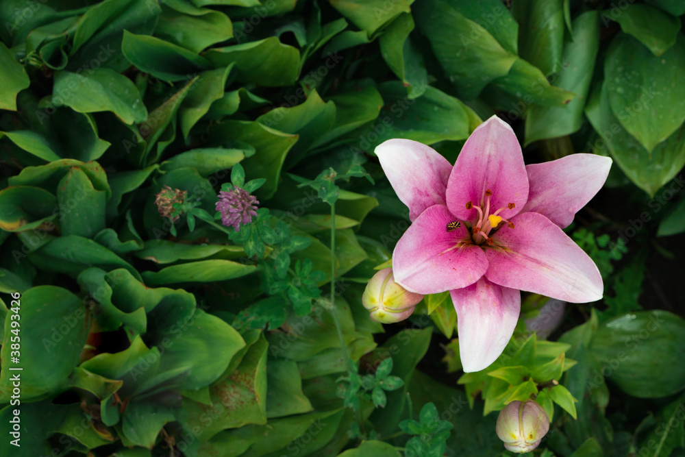 flower among green leaves. lily flower among green leaves. lily