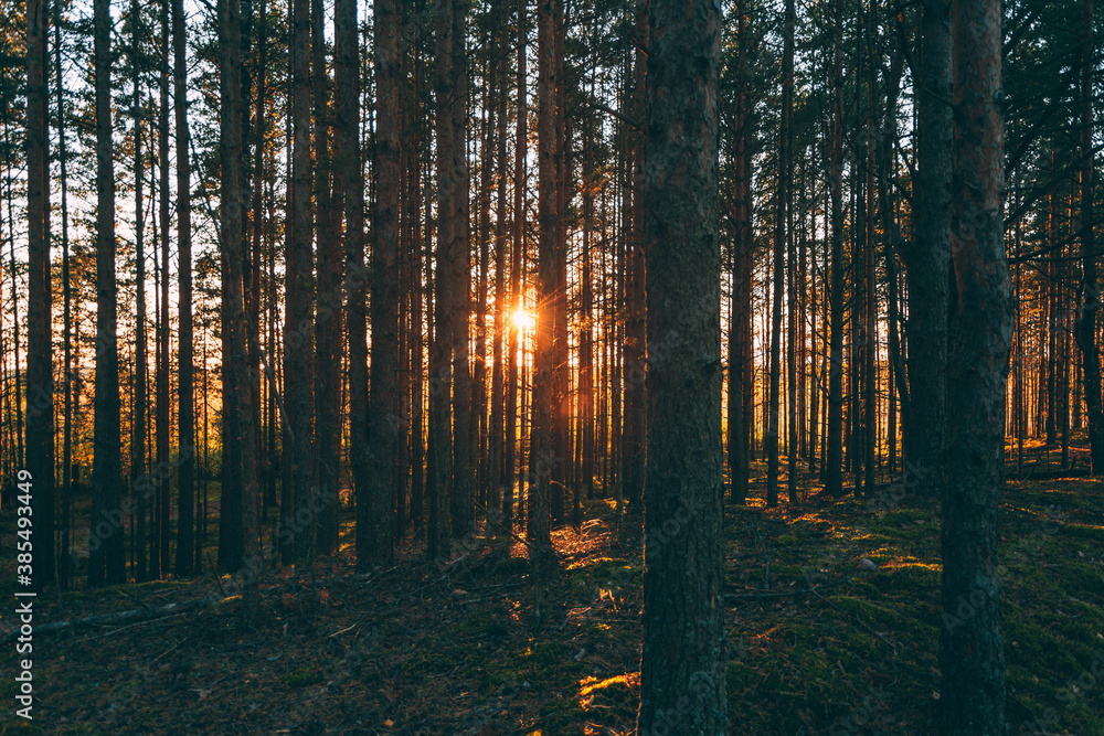 Obraz premium sunset in the forest