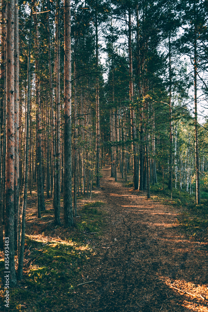 Fototapeta premium path in the forest