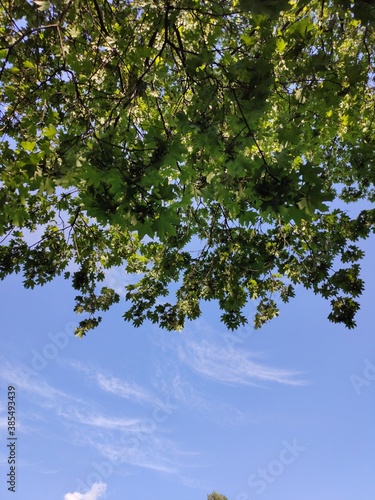 green foliage of a tree against a blue sky