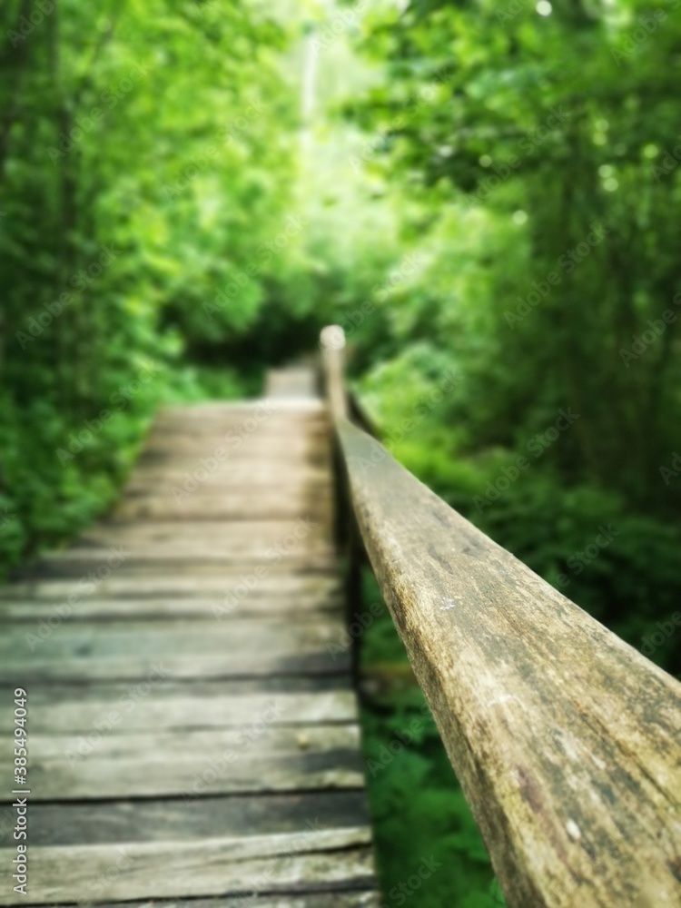 Fototapeta premium wooden bridge in forest