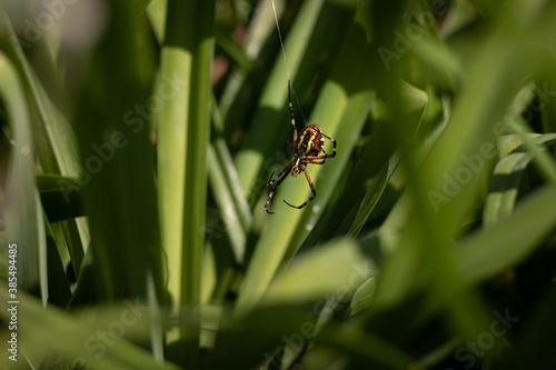 spider in the grass. big yellow spider