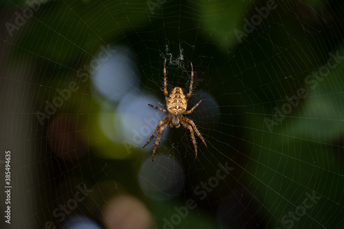 big spider on the web