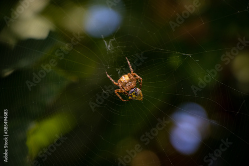spider prey. spider on a web. spider hunts