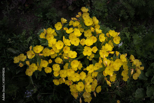 yellow flowers on a dark background