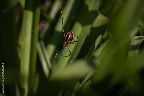 yellow spider in the grass