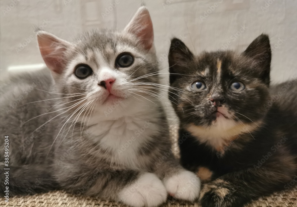 Obraz two kittens