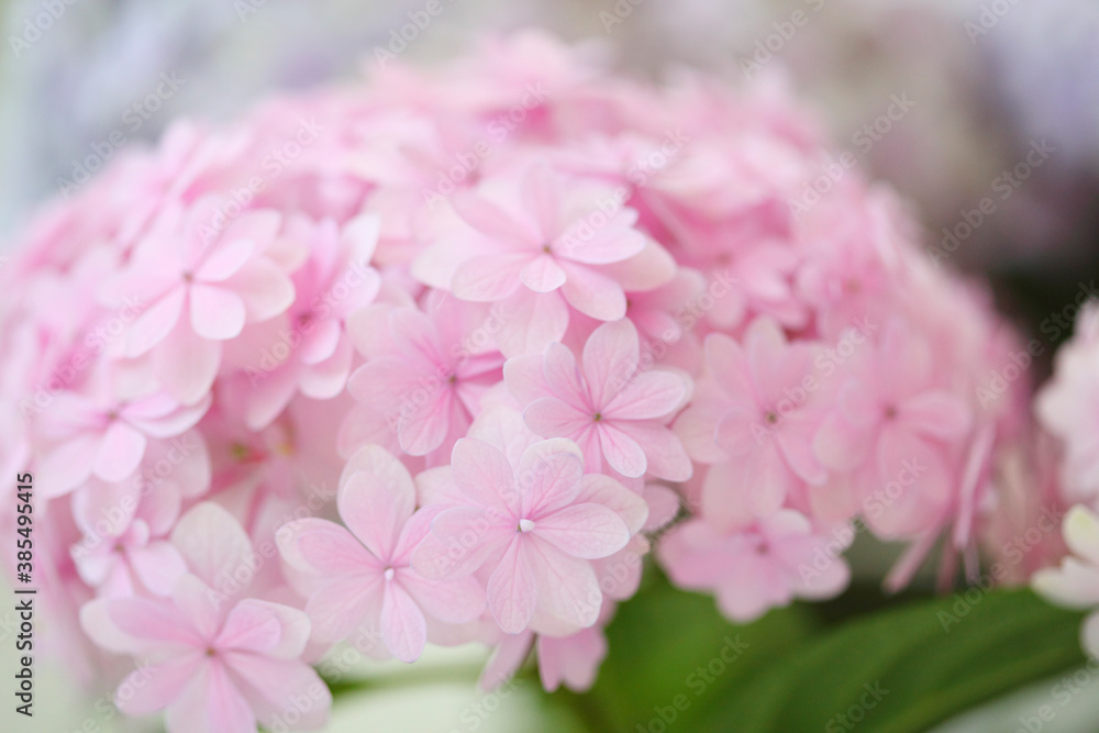 Fototapeta premium ピンク色のアジサイの花