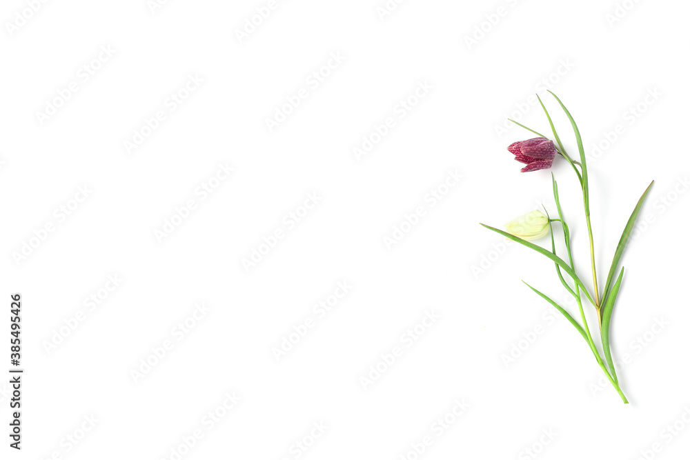 minimalistic composition of fresh spring flowers on a white background. space for text, flat lay