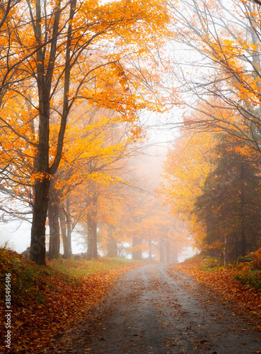 Magical mood on a lonely country road lined with trees showing bright yellow orange leaves during autumn on a foggy day in rural Vermont  © Don