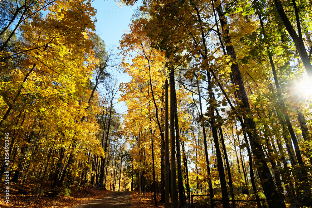 Fototapeta premium Sunlight in autumn forest. Sunny warm day