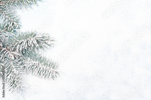 Spruce branch in the snow on a white snow-covered background with a place for copyspace text. New Year 2021, Christmas, for a postcard or a banner in a minimalist style © Zarina Lukash