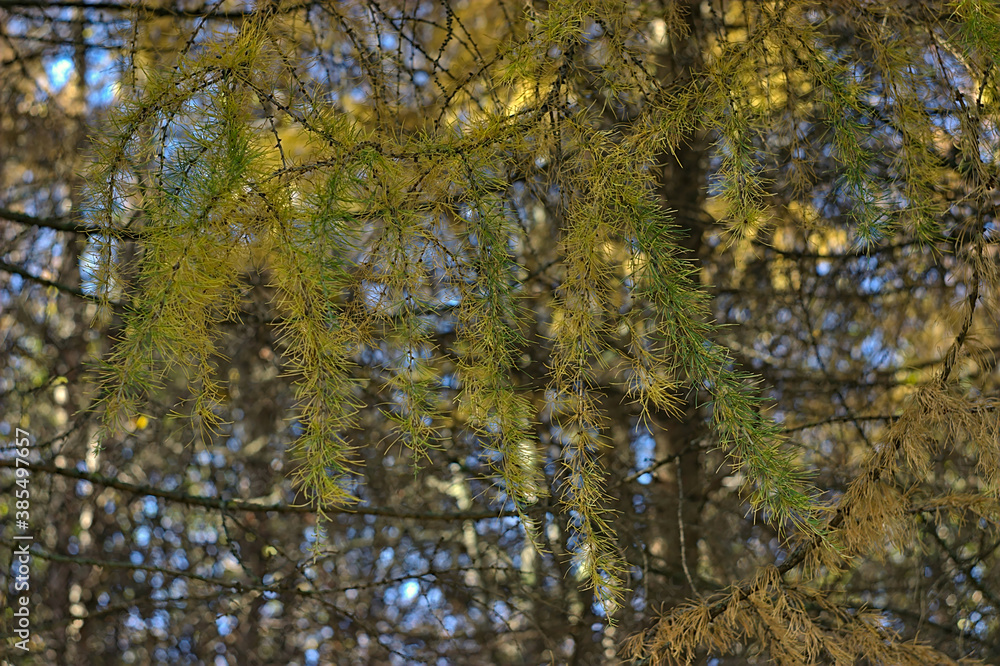 Fototapeta premium branch of a larch tree in bright autumn colors