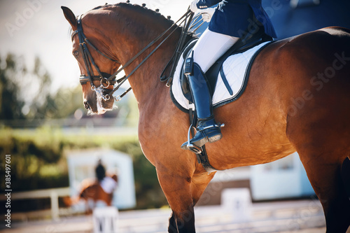 Canvas Print A beautiful bay horse, on which the rider sits in the saddle in a blue suit and holds it by the rein, participates in dressage