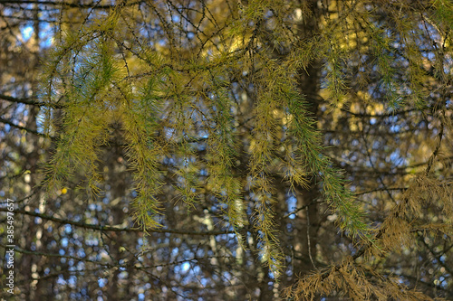 Wallpaper Mural branch of a larch tree in bright autumn colors Torontodigital.ca