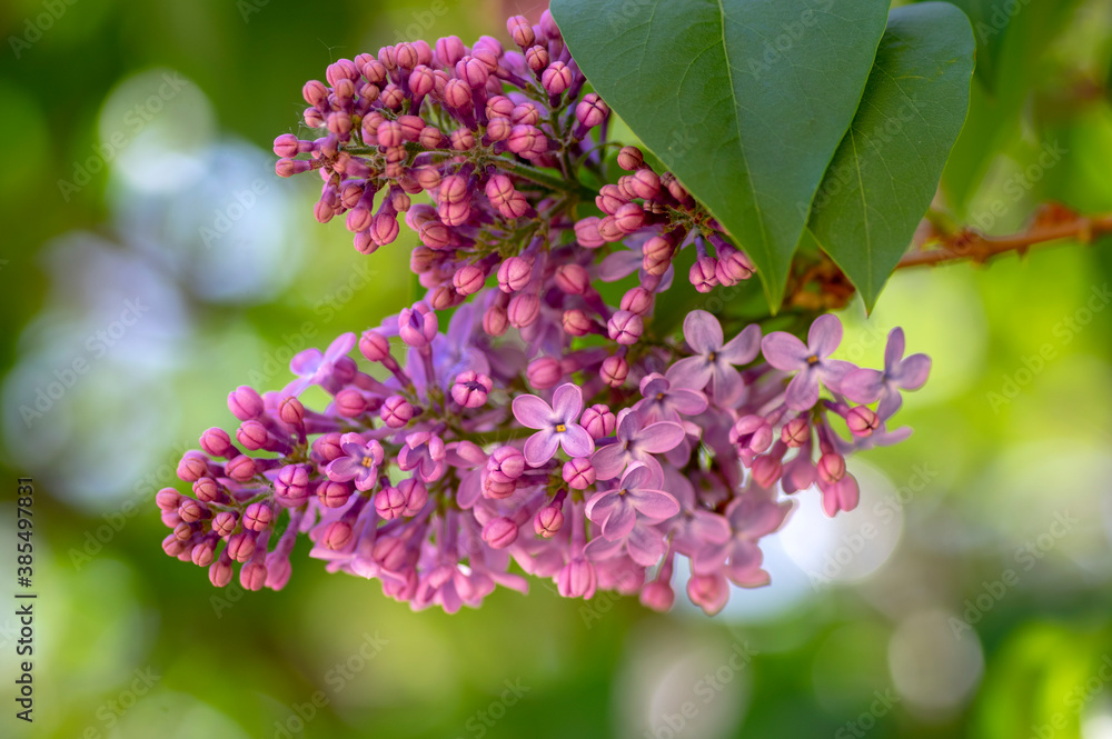 Syringa vulgaris violet purple flowering bush, groups of scented flowers on branches in bloom, common wild lilac tree Syringa vulgaris violet purple flowering bush, groups of scented flowers on branches in bloom, common wild lilac tree