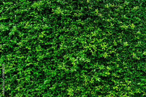 Closeup evergreen hedge plants. Small green leaves in hedge wall texture background. Eco evergreen hedge wall. Ornamental plant in backyard garden. Many leaves reduce dust in air. Natural backdrop.