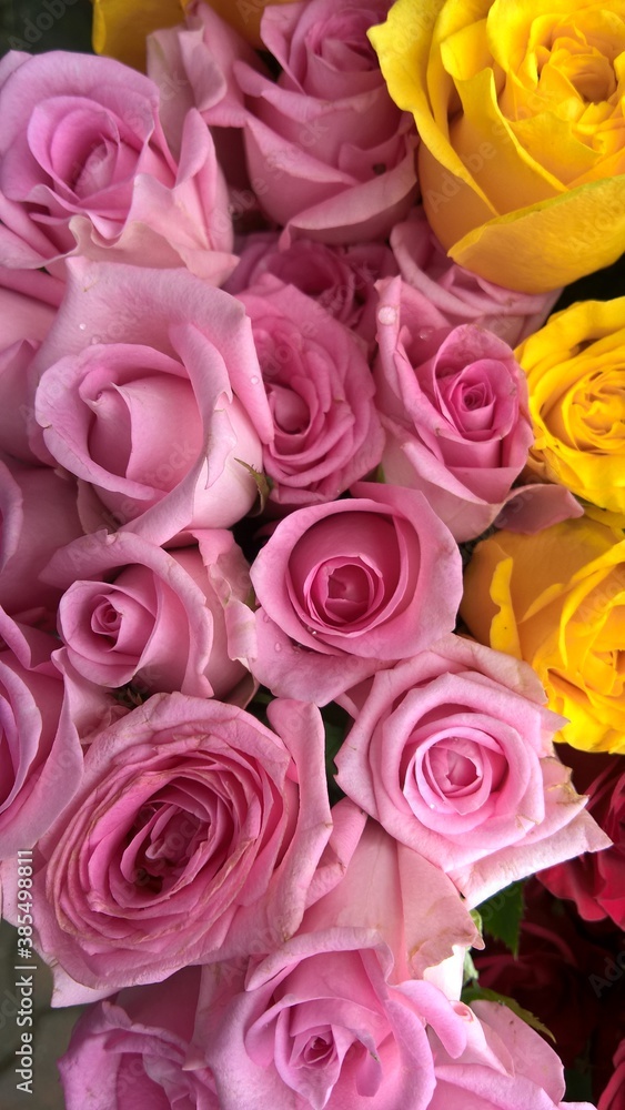 Closeup view of bunch of whitish pink and yellow color rose flowers Closeup view of bunch of whitish pink and yellow color rose flowers