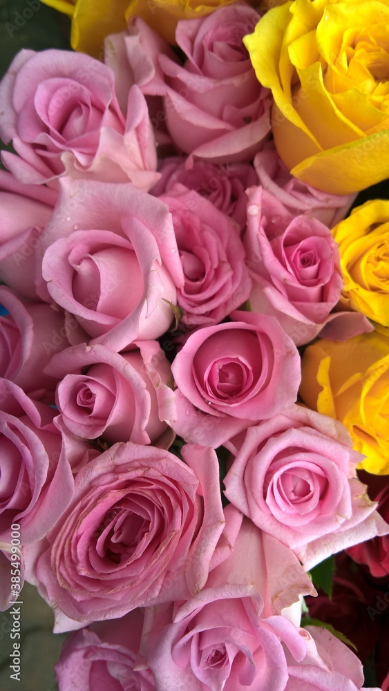 Closeup view of bunch of whitish pink and yellow color rose flowers Closeup view of bunch of whitish pink and yellow color rose flowers