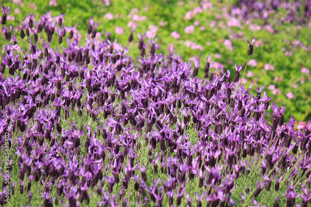 公園の花壇の紫色の花