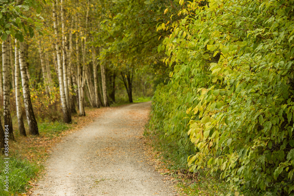 Fototapeta premium Walkway, path in the autumn birch forest on a sunny day.
