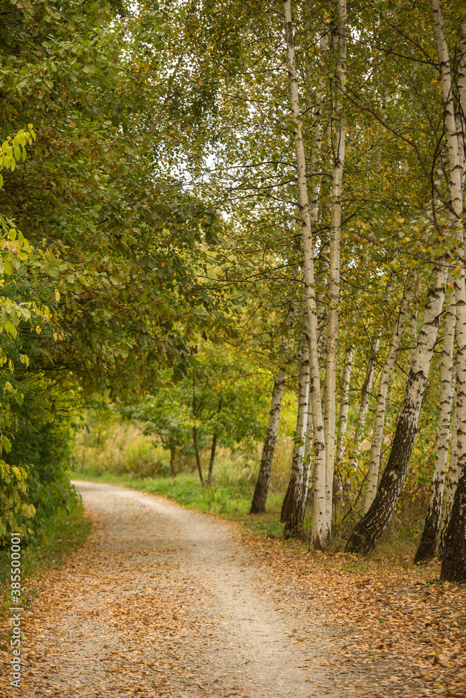Walkway, path in the autumn birch forest on a sunny day. Walkway, path in the autumn birch forest on a sunny day.