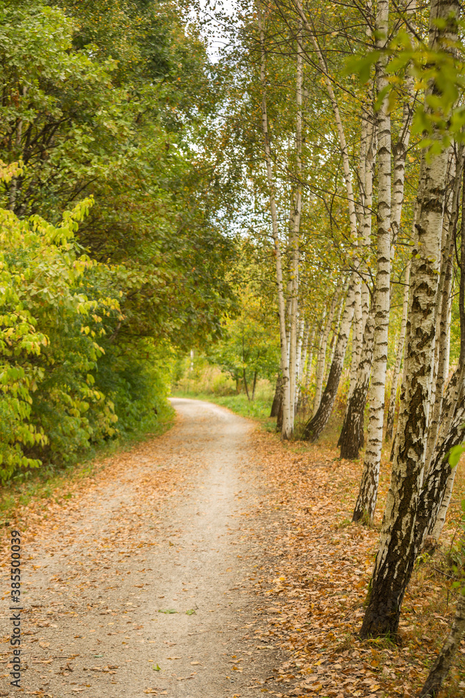 Walkway, path in the autumn birch forest on a sunny day. Walkway, path in the autumn birch forest on a sunny day.