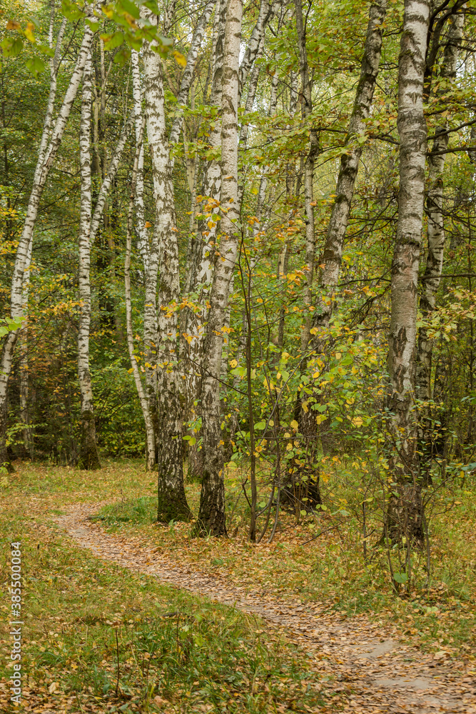Walkway, path in the autumn birch forest on a sunny day. Walkway, path in the autumn birch forest on a sunny day.