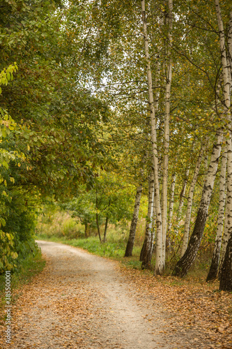 Walkway, path in the autumn birch forest on a sunny day.