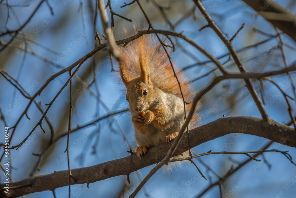 Red squirrel on a tree in a forest against a blue sky. Wild animal portrait Red squirrel on a tree in a forest against a blue sky. Wild animal portrait