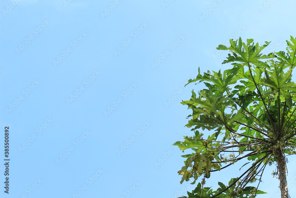 green leaves on blue sky background green leaves on blue sky background