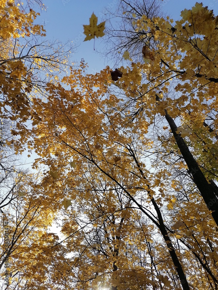 Fototapeta premium autumn trees and falling leaves against the sky