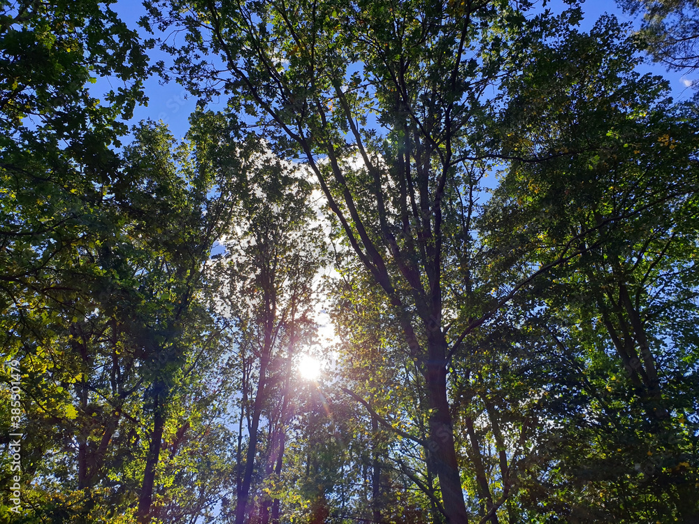 Obraz premium Sonne scheint durch Baumkronen bei blauem Himmel im Herbst