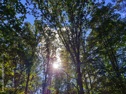 Sonne scheint durch Baumkronen bei blauem Himmel im Herbst