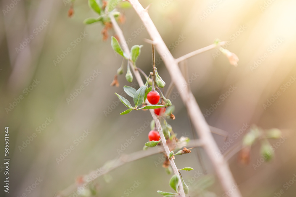 Red goji berries on branch. Autumn ripe berries